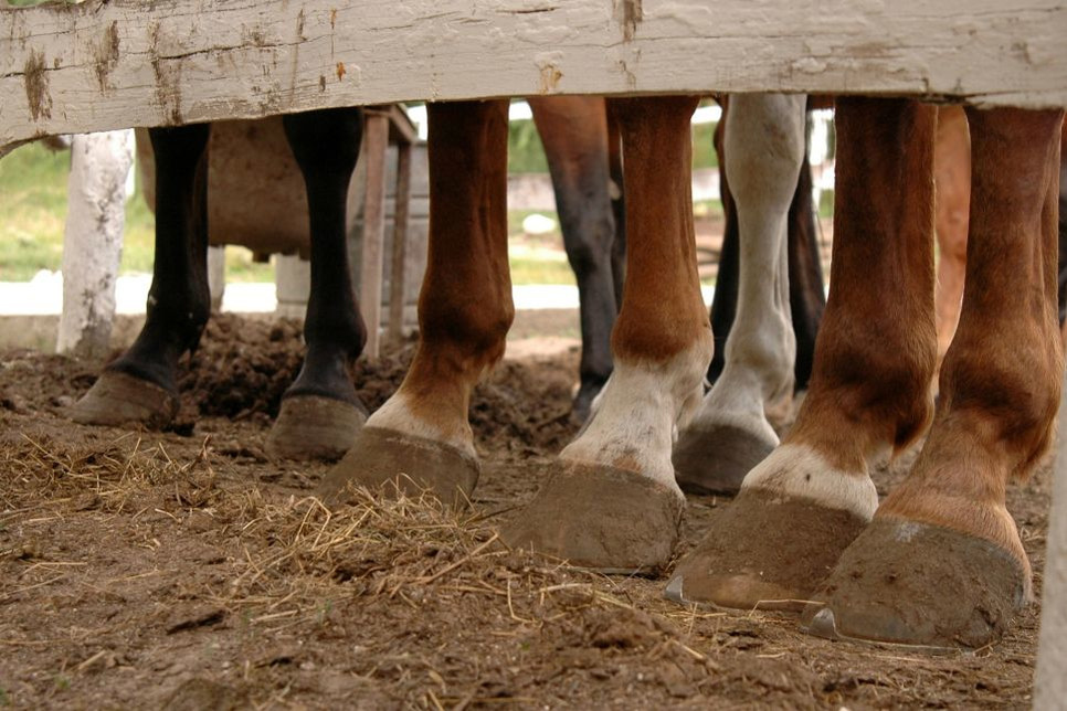 Czy wiesz jak zbudowana jest noga konia?