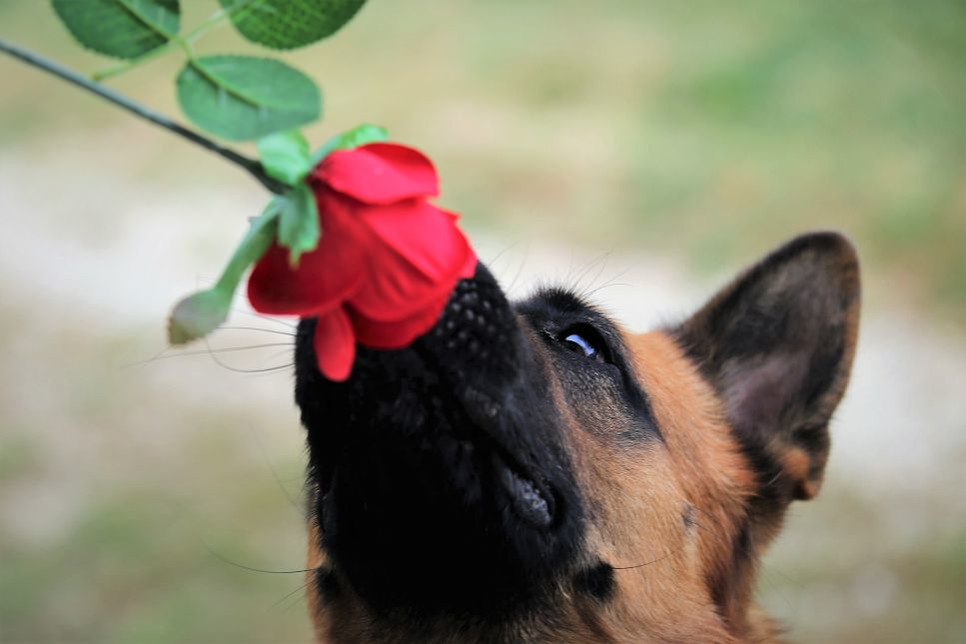 Każdy pies ma inne preferencje zapachowe, jednak jest parę linii zapachowych, za którymi żaden pies nie przepada.