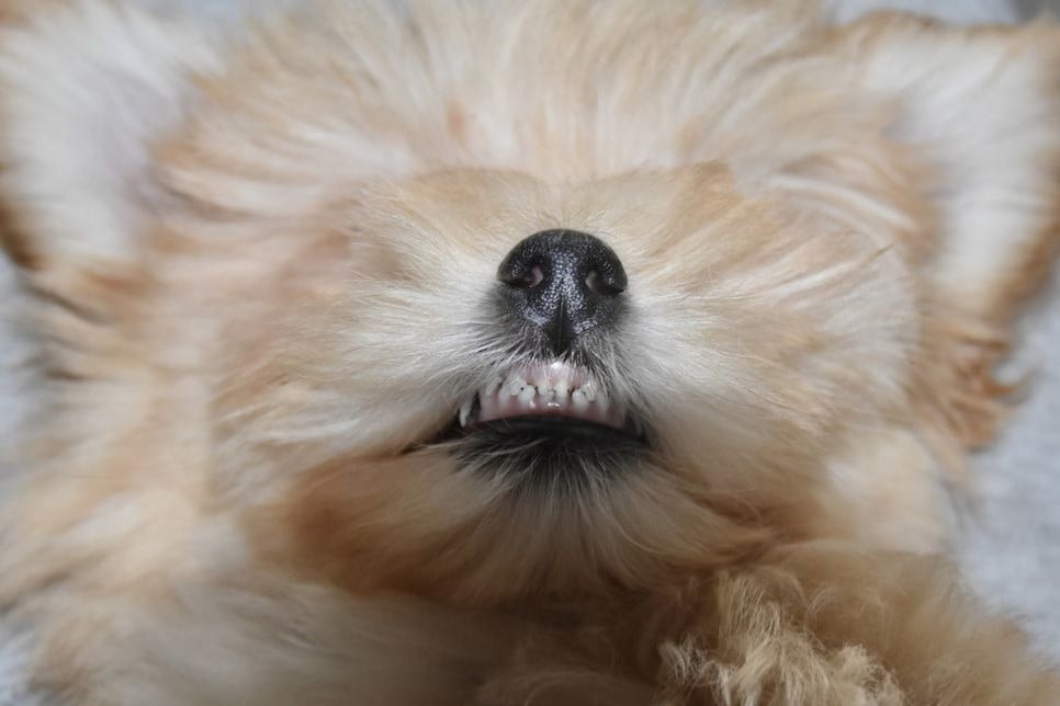 Co powinno nas zaniepokoić podczas wymiany zębów u psa i jak pomóc szczeniakowi w tym czasie?
