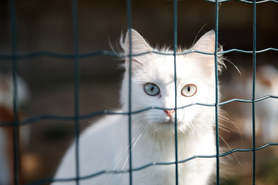 Czym się różni adopcja kota ze schroniska od adopcji kota z fundacji?