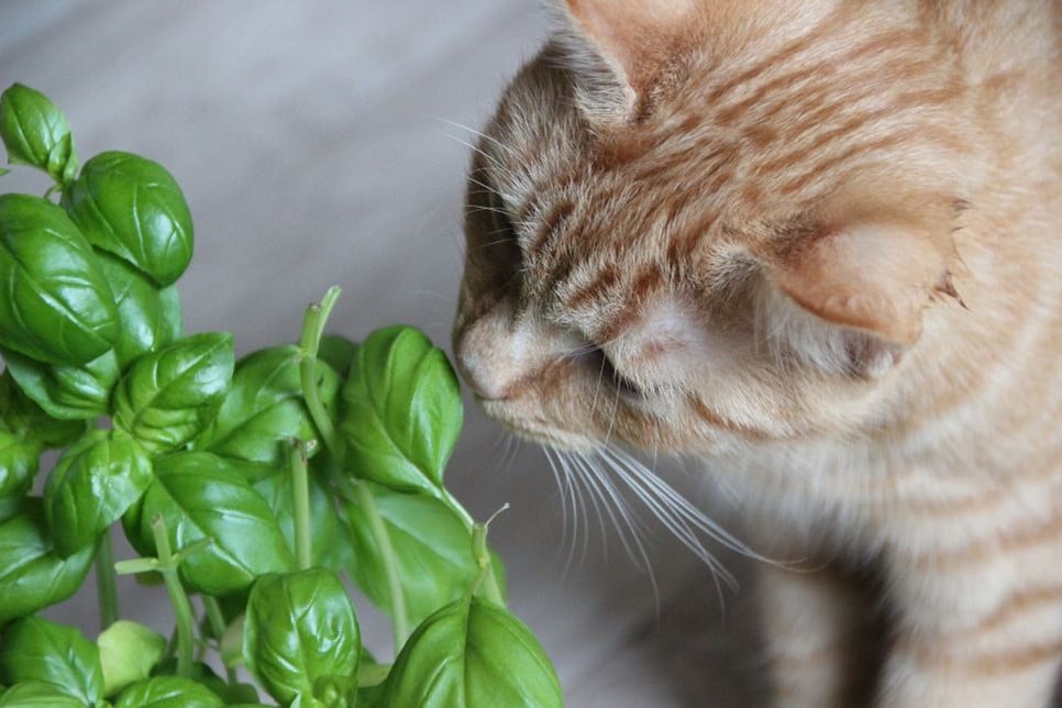 W każdym domu znajdują się rośliny, czy jest to bezpieczne przy kotach?