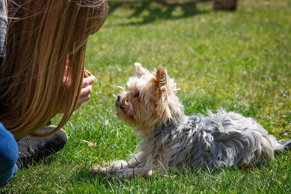 Szkolenie psa z użyciem klikera jest jednym z najbardziej efektywnych.