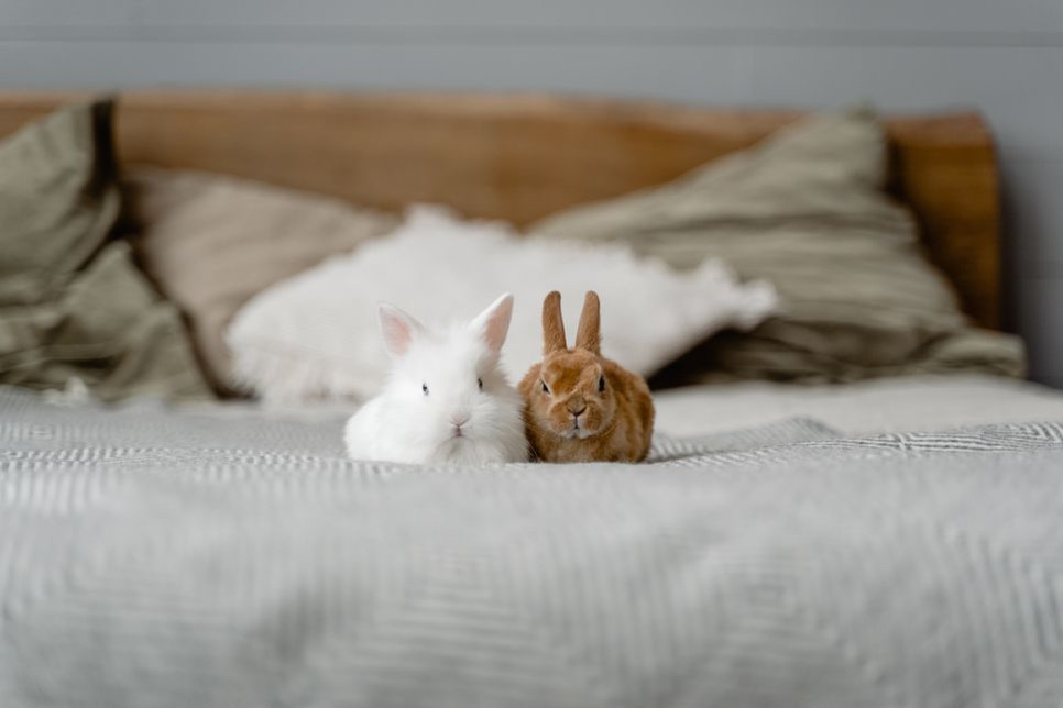 Czy należy odrobaczać króliki?