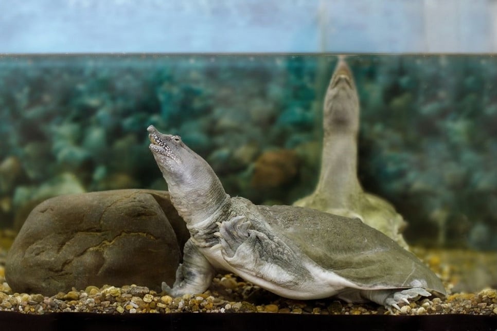Żółwiak chiński to miękkoskóry żółw chiński. Poznaj go bliżej.