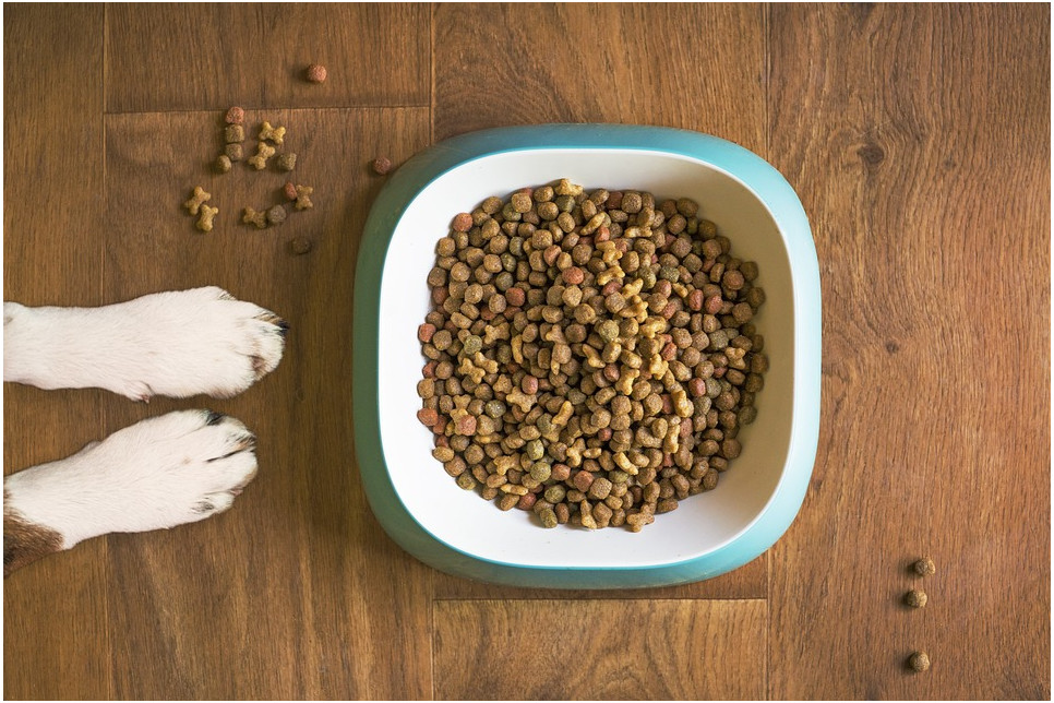 Dawkowanie karmy dla psa - jak je obliczyć?