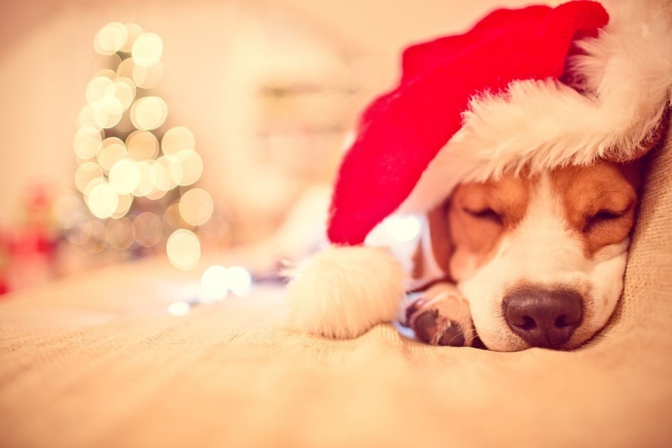 Święta Bożego Narodzenia z psem i kotem - jak im pomóc przetrwać Święta?