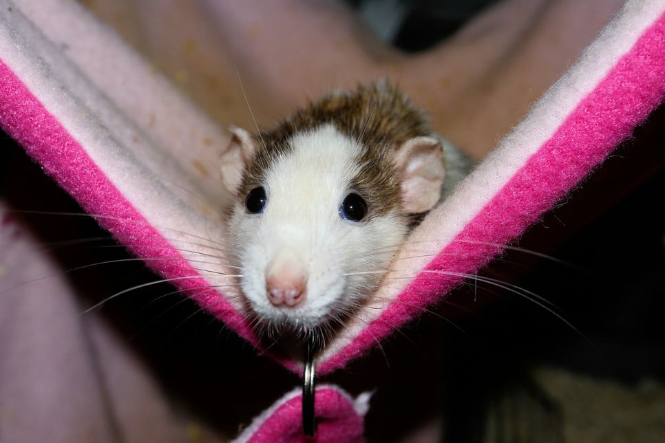 Choroby szczurów, jak je rozpoznać?