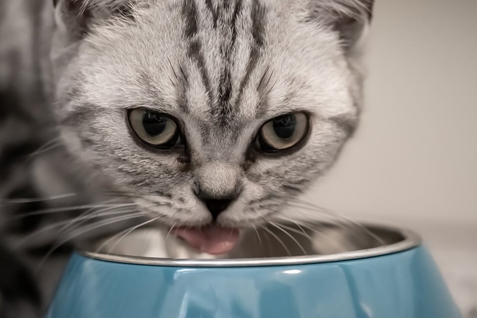 Kot potrzebuje zbilansowanej diety. Czy jest w niej miejsce na suplementy?