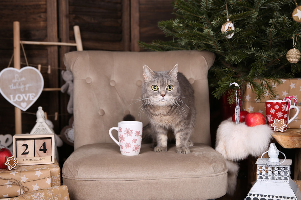 Świąteczny poradnik prezentów dla kotów. Czy masz już pomysł na prezent dla swojego mruczka?