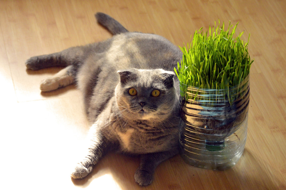 Zaopatrując się w trawę dla kota, należy kierować się przede wszystkim zdrowiem i bezpieczeństwem zwierzęcia. Pod tym względem optymalnym wyborem jest np. owies.