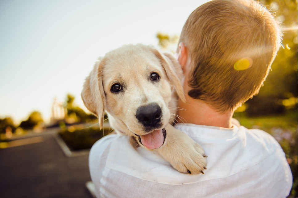 Wychowanie psa to proces, który wymaga konsekwencji i współpracy wszystkich członków rodziny.