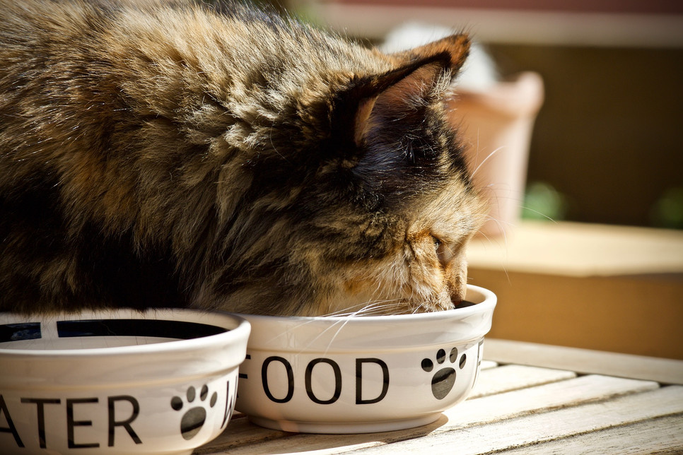 Jak karmić kota? Odpowiedzi na to pytanie szuka niejeden zatroskany właściciel. Żywienie musi być adekwatne do wieku.
