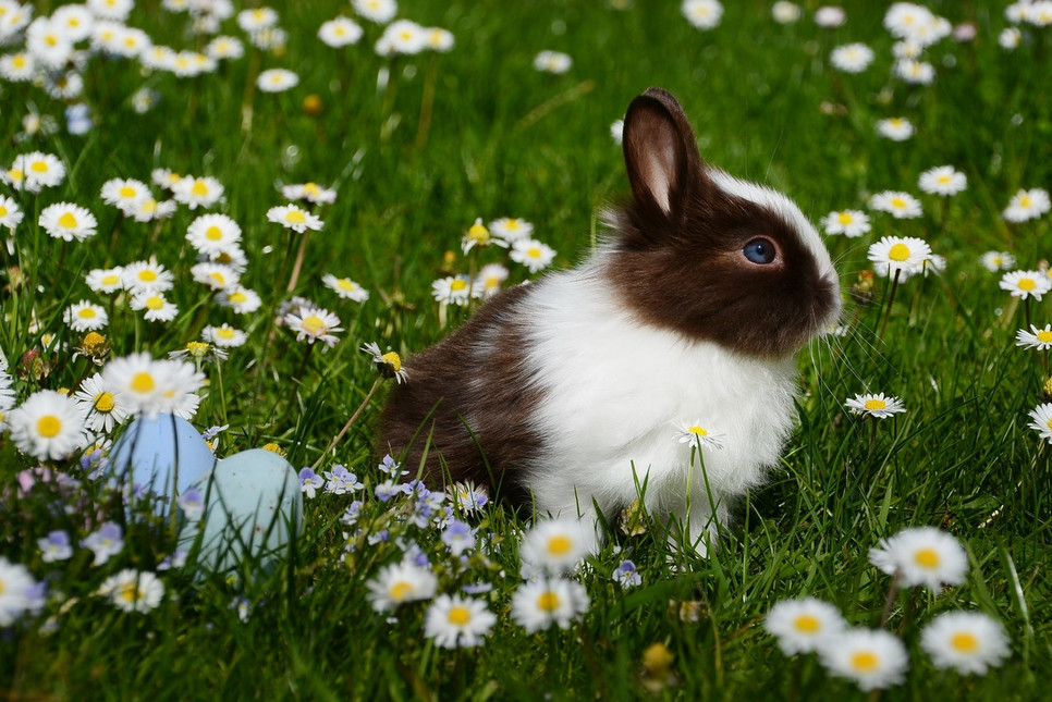 Poznaj najpopularniejsze rasy królików karłowatych. Sprawdź, czym się wyróżnia królik baranek i królik kalifornijski.