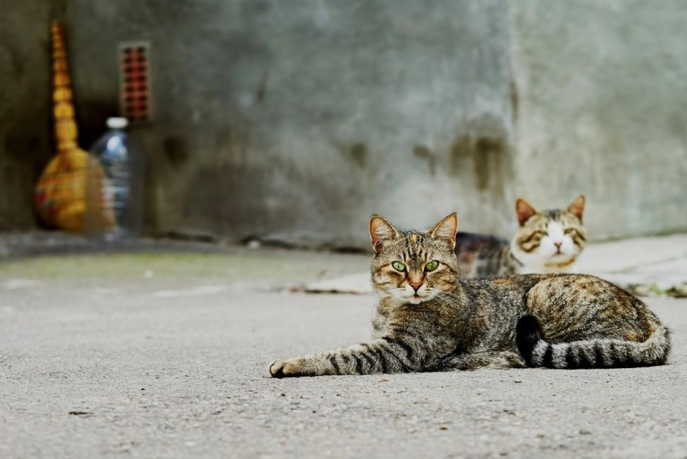 Jak dokarmiać koty bezdomne i dbać o nie w sposób zgodny z przepisami?