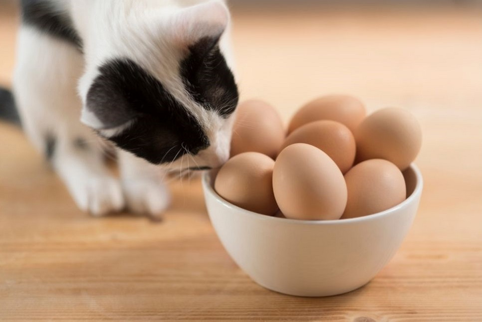 W jakiej formie można podać kotu jajko?