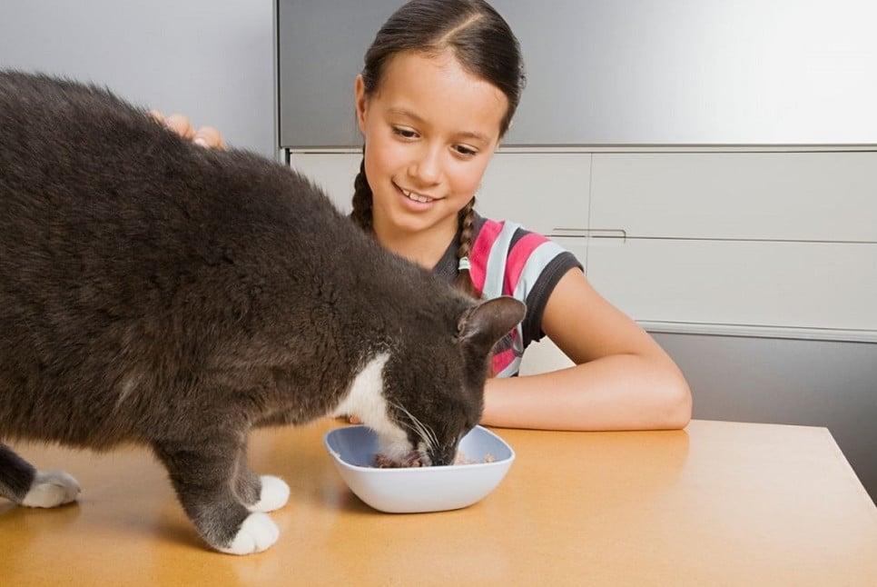 Jak dawkować kotu karmę?