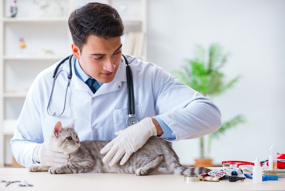 Na jakie choroby kota powinieneś uważać?