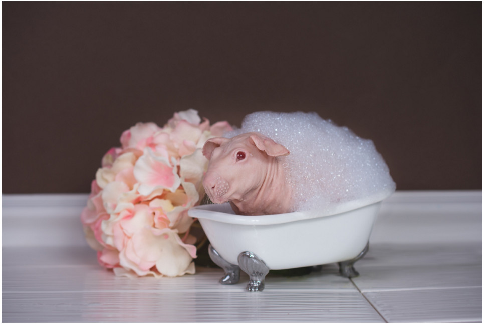 O czym należy pamiętać decydując się na kąpiel świnki?