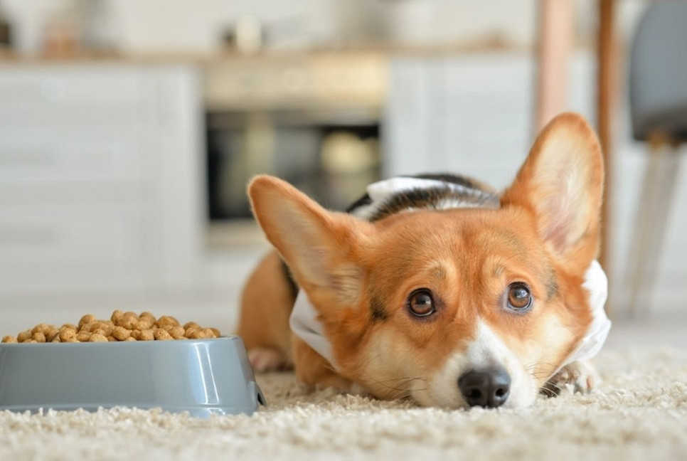 Poznaj przyczyny niechęci psa do suchej karmy.