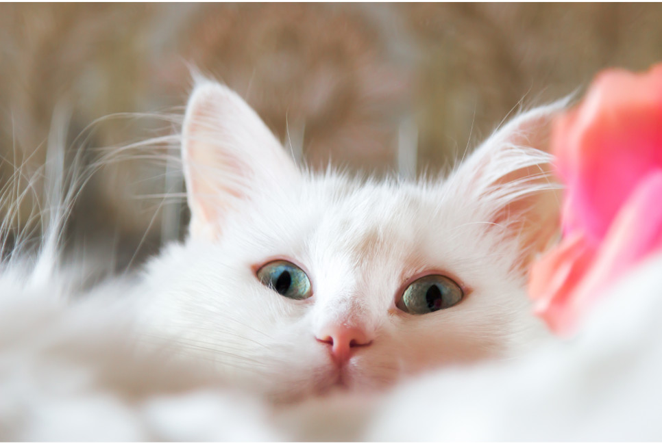 Angora turecka to kot o pięknym wyglądzie, zdecydowanym charakterze i dobrym zdrowiu. Lubi zabawy, wspinaczki i czułości.