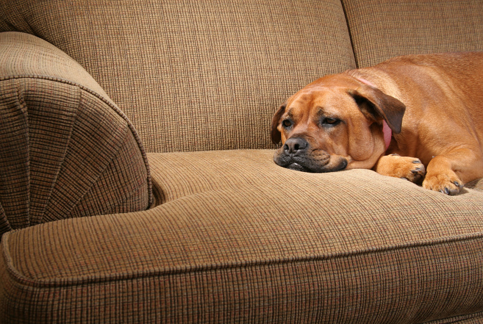 Jakie są objawy chorej wątroby u psa i jakie są rokowania na wyleczenie?