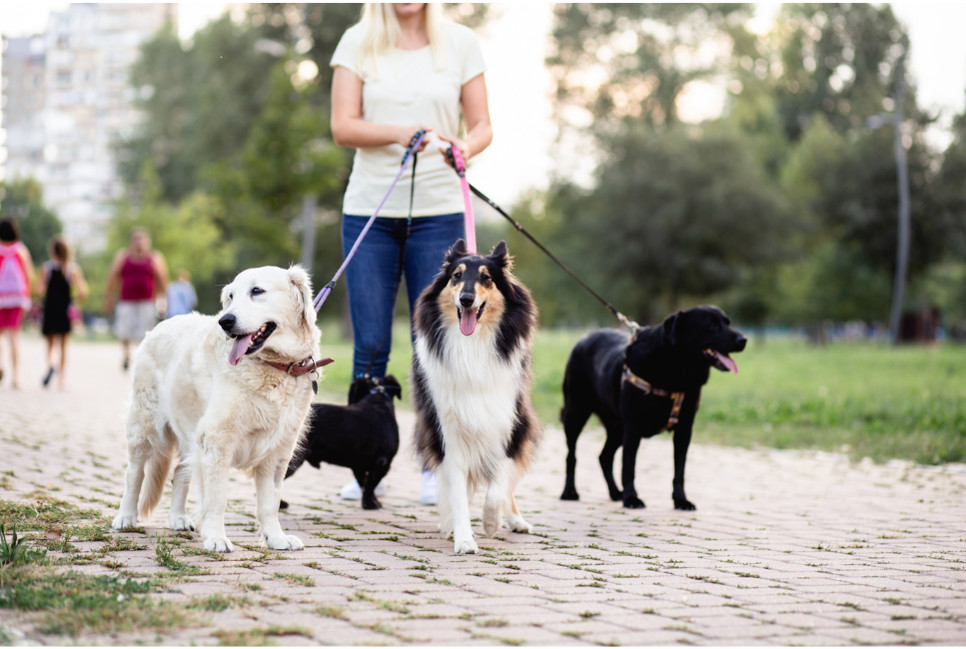 Gdzie szukać wyprowadzacza psów i ile kosztuje usługa wyprowadzania psa na spacer?