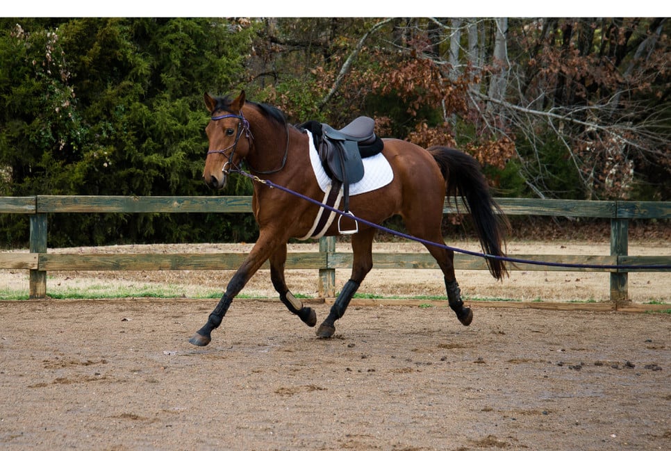 Koń hanowerski aktualnie uznawany jest za najlepszą rasę koni ujeżdżeniowych skokowych. Sprawdź dlaczego!
