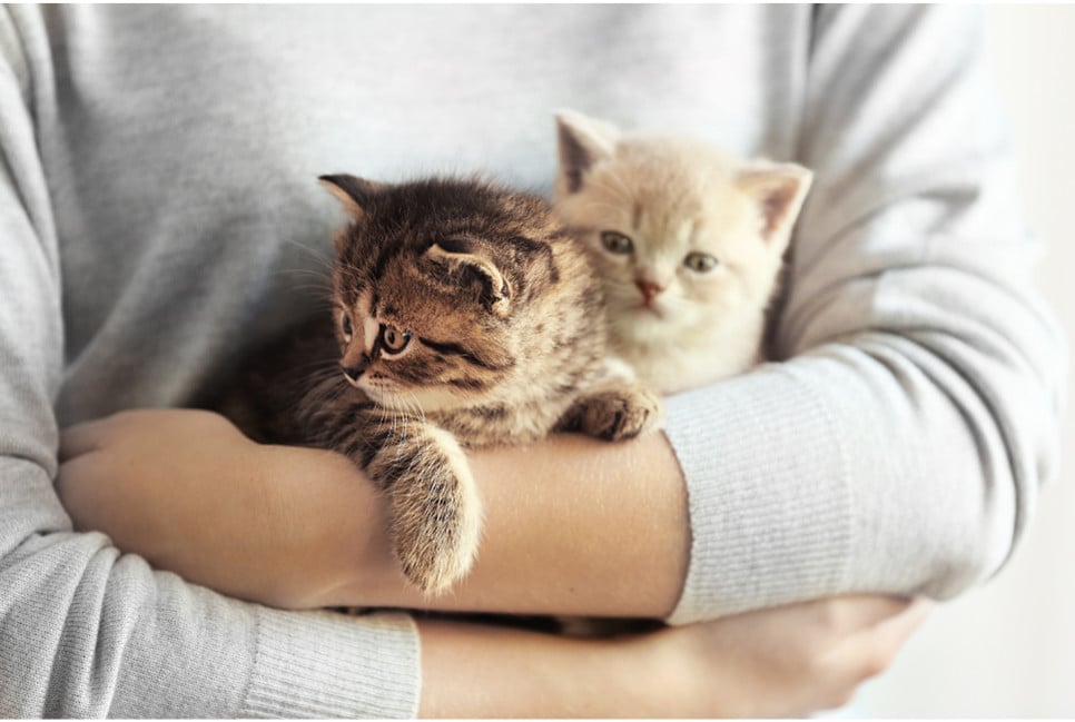 Top 5 najmniejszych ras kotów na świecie.