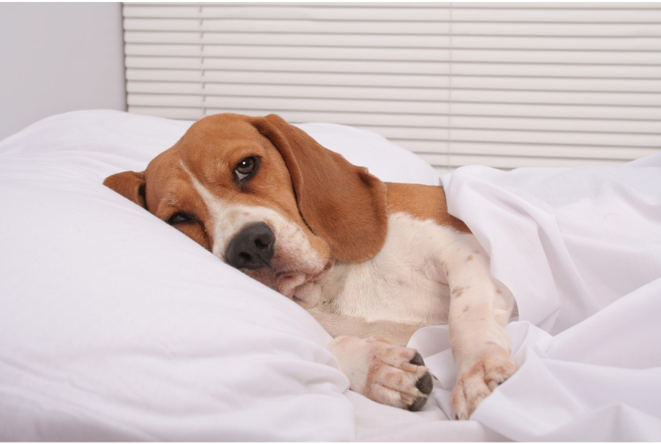 Jak przekonać psa, że jego legowisko jest lepszym miejscem do spania?