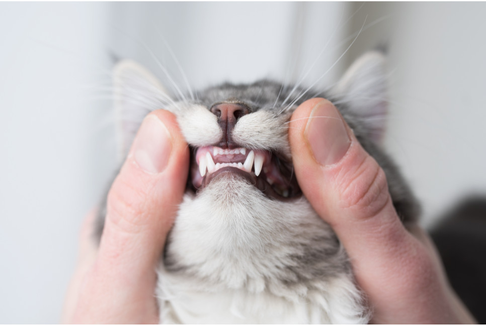 Jak przebiega wymiana zębów u kota?