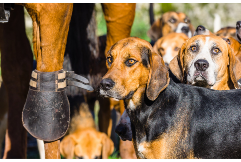 Psy gończe hodowane były do pomocy w polowaniach. Jakie rasy należą do grupy VI psów gończych?