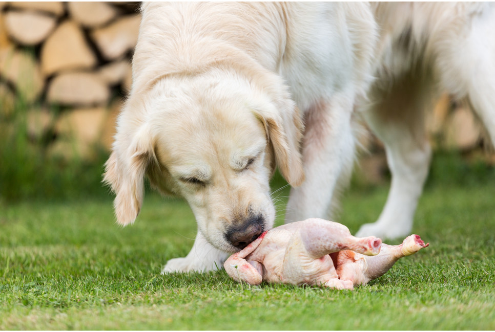 Rozwiewamy wszystkie mity o kurczaku w diecie psów i kotów!