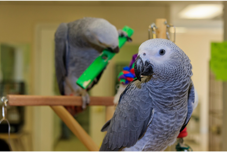 Ptaki wymagają posiadania zabawek i urozmaiceń w klatce.