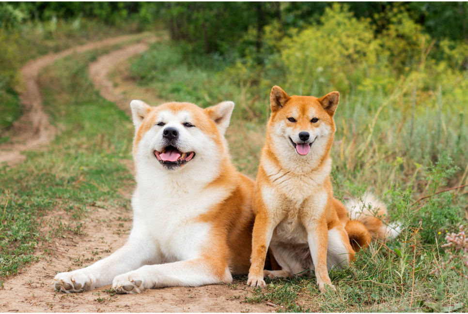 Jak rozróżnić psa azjatyckiego?