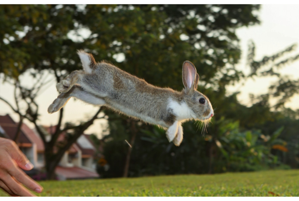 Skaczące króliki, czyli wszystko o rabbit hopping!