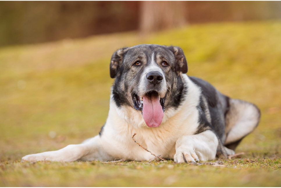 Mastif hiszpański uznawany jest za jedną z największych ras psów na świecie.