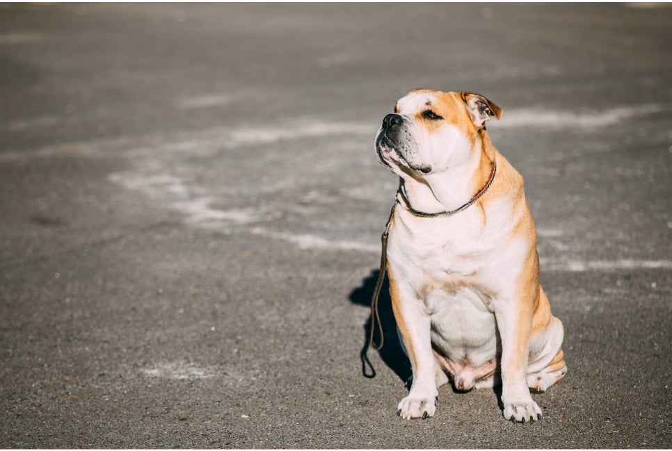 Dog z Majorki jest psem wpisanym na listę ras agresywnych. Czy to zasadne?