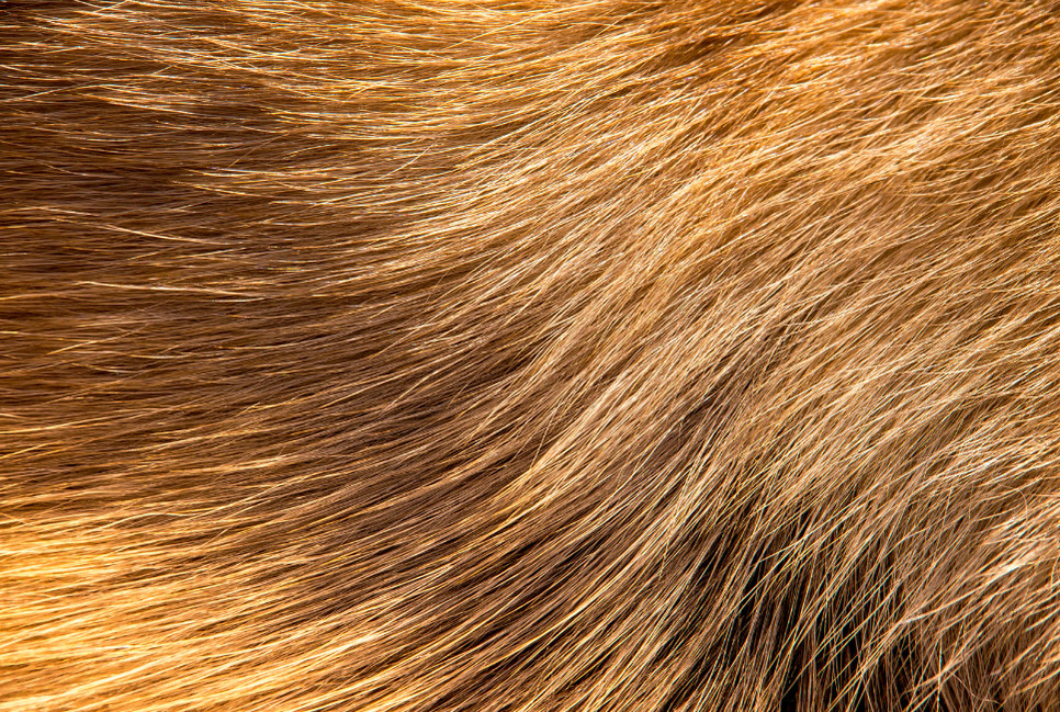 Podszerstek to rodzaj krótkich i miękkich włosów, które pełnią funkcję termoizolacyjną.