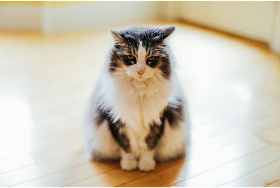 Czy jest szansa dla kotów z białaczką?