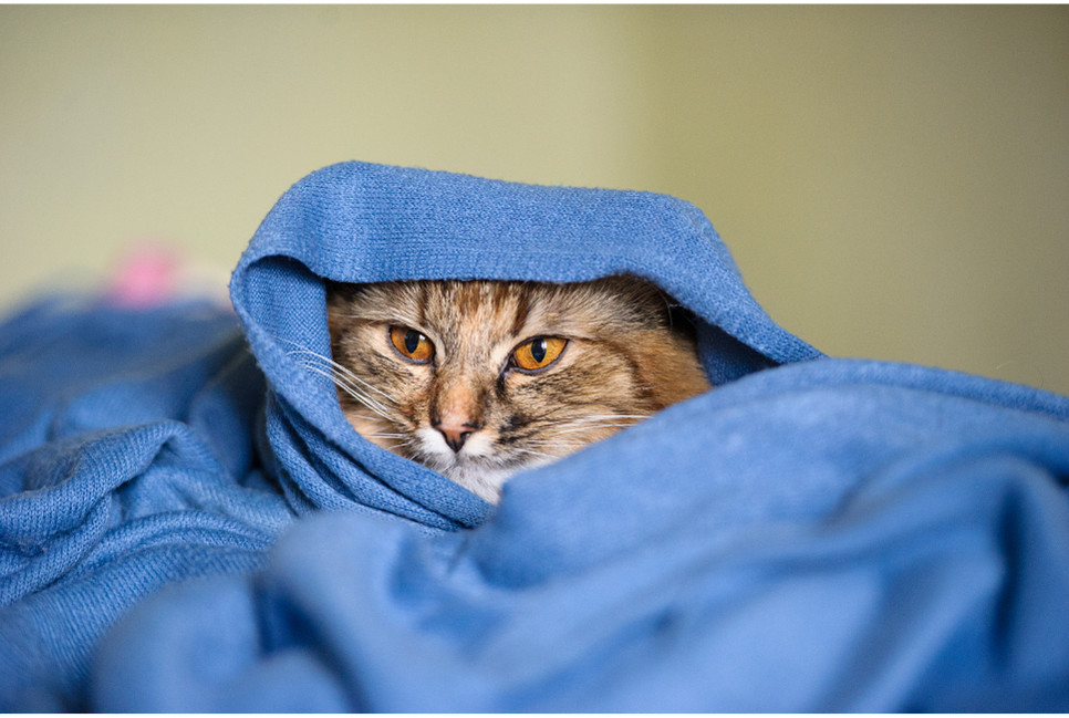 Jak rozpoznać pierwsze objawy nieprawidłowej temperatury kota?