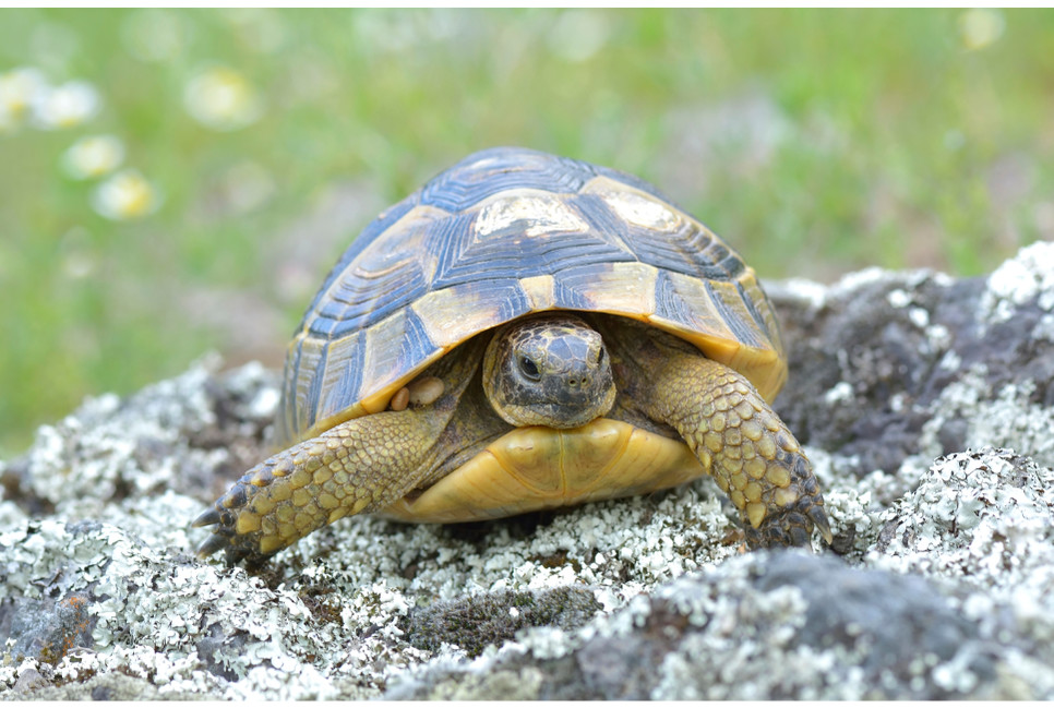 Jakie wybrać terrarium dla żółwia greckiego i jak żywić tego gada?
