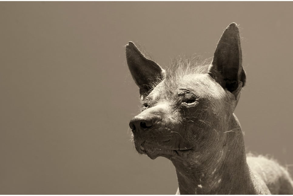 Nagi pies peruwiański - jakie skrywa tajemnice?