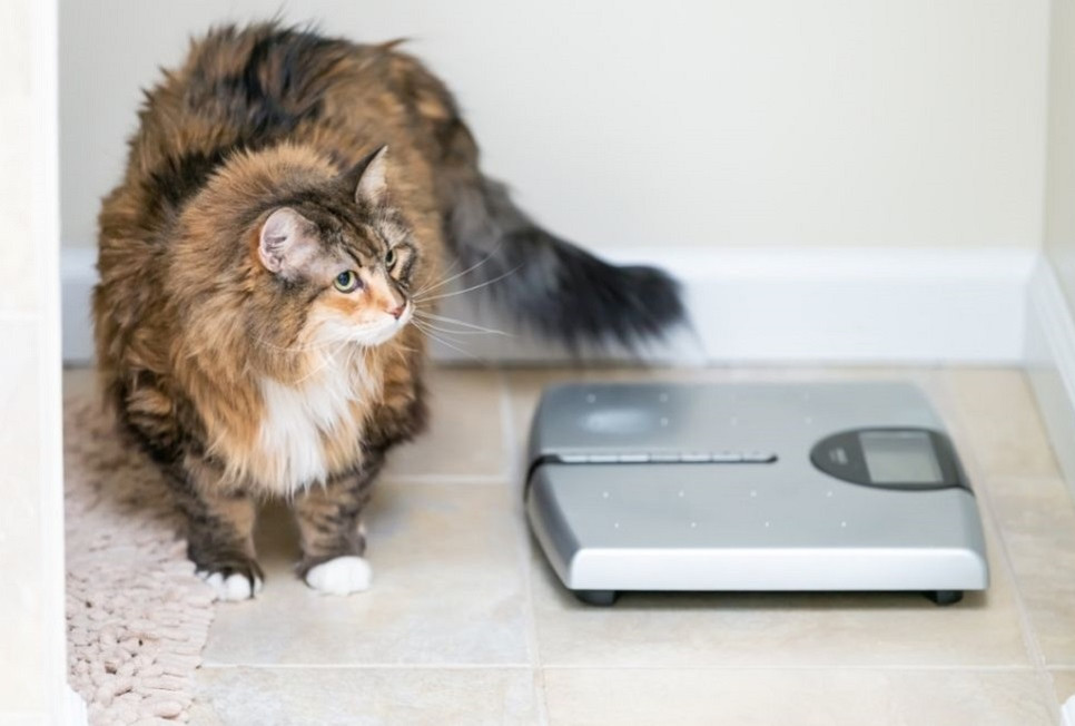 Kontrola masy ciała kota jest podstawowym wskaźnikiem jego kondycji i zdrowia.