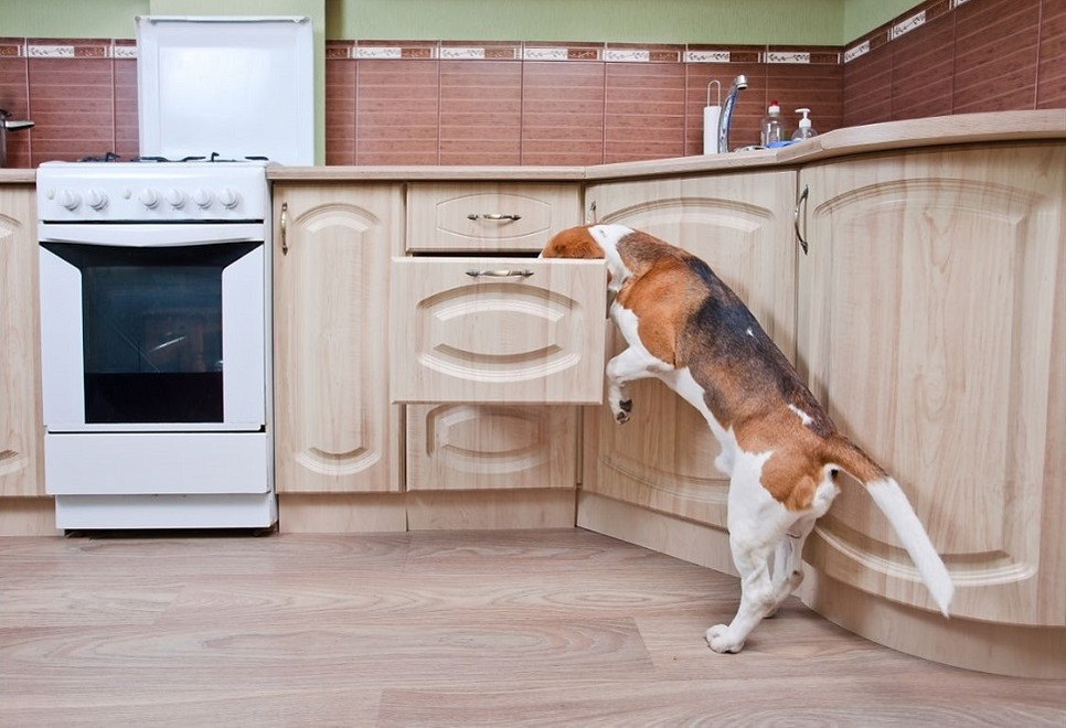 Gotowane jedzenie dla psa może być podawane tylko jednej grupie psów.