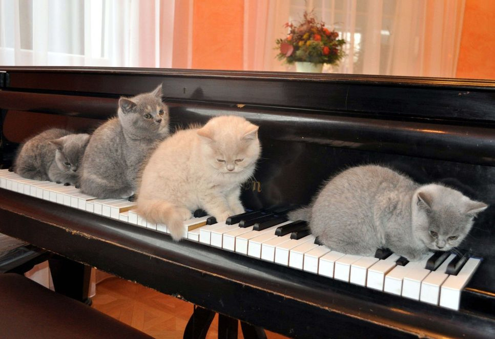 Muzyka relaksacyjna dla kota to przede wszystkim utwory klasyczne, choć dostępne są też specjalne płyty z wyciszającą kocią muzyką.