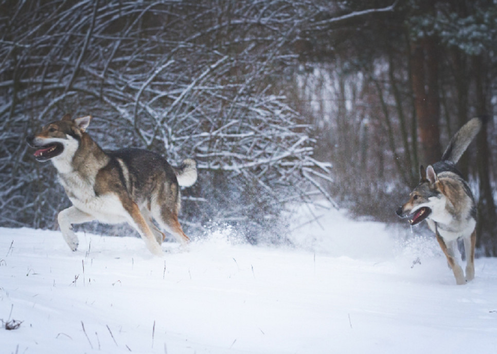 Czy wilczak czechosłowacki naprawdę ma coś z wilka?