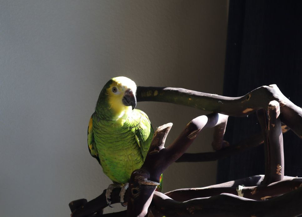 Do najbardziej popularnych gatunków papug trzymanych w domu należą omawiane w tym artykule amazonki.