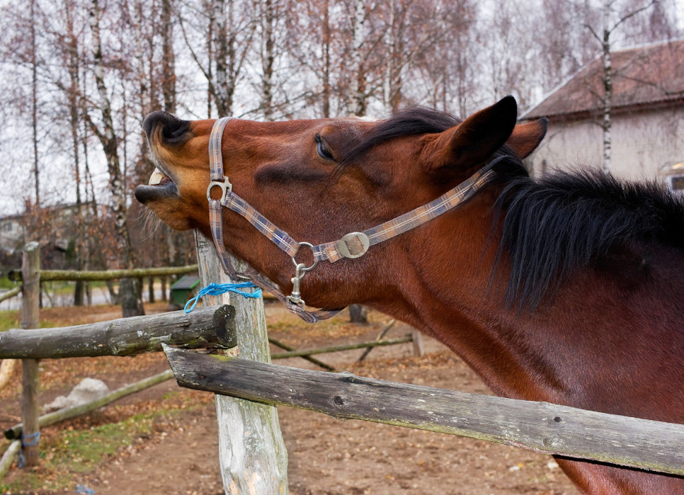 Kolka stanowi zagrożenie dla życia konia. Poznaj wczesne objawy, aby móc w porę zareagować!