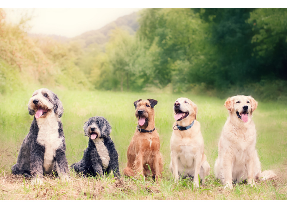 Do grupy VIII psów według FCI zaliczono aportery, czyli retrievery, płochacze, czyli głównie spaniele, oraz psy dowodne.