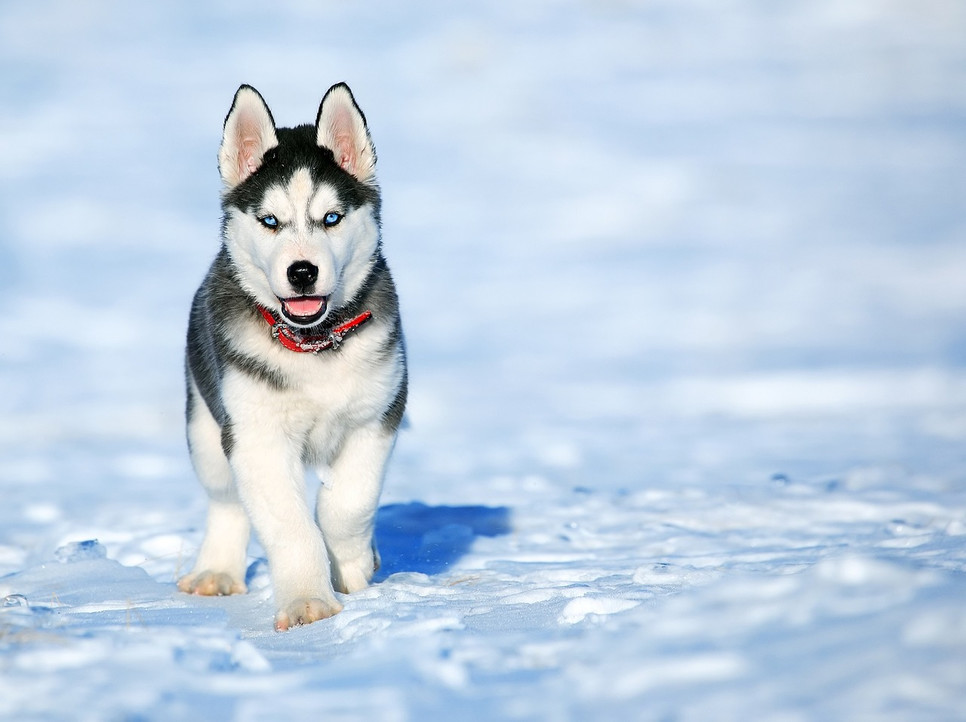 Encyklopedia psów: syberian husky